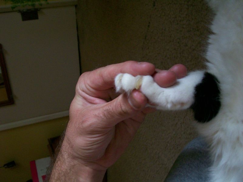 Pics of my cats claw, opinions?